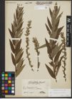 Foto von Salix repens L. x Salix viminalis L.